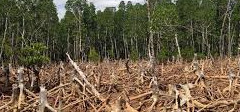 Campaign Against Deforestation in Nigeria.