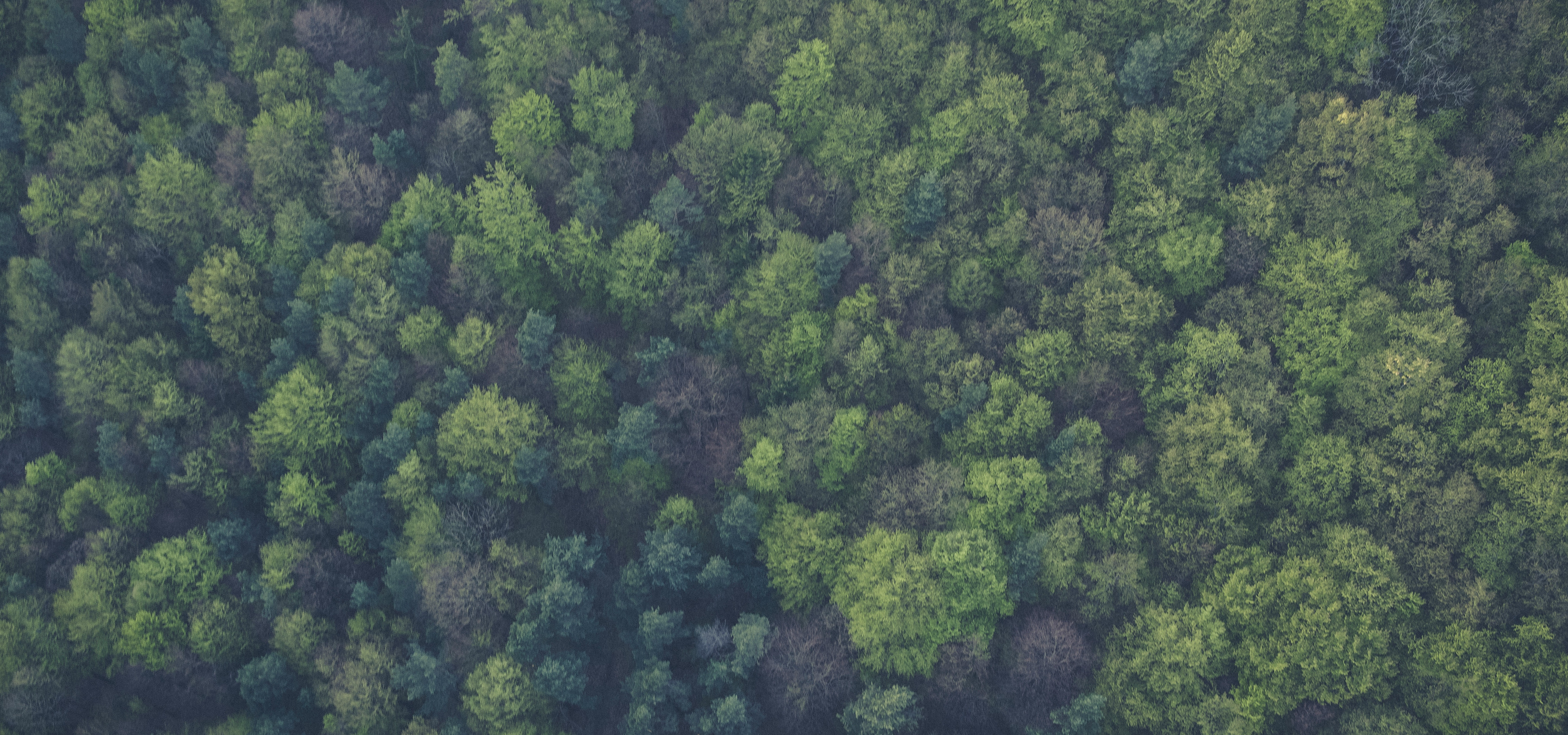 Ethiopia and India planted hundreds of million trees in one day, so can we!