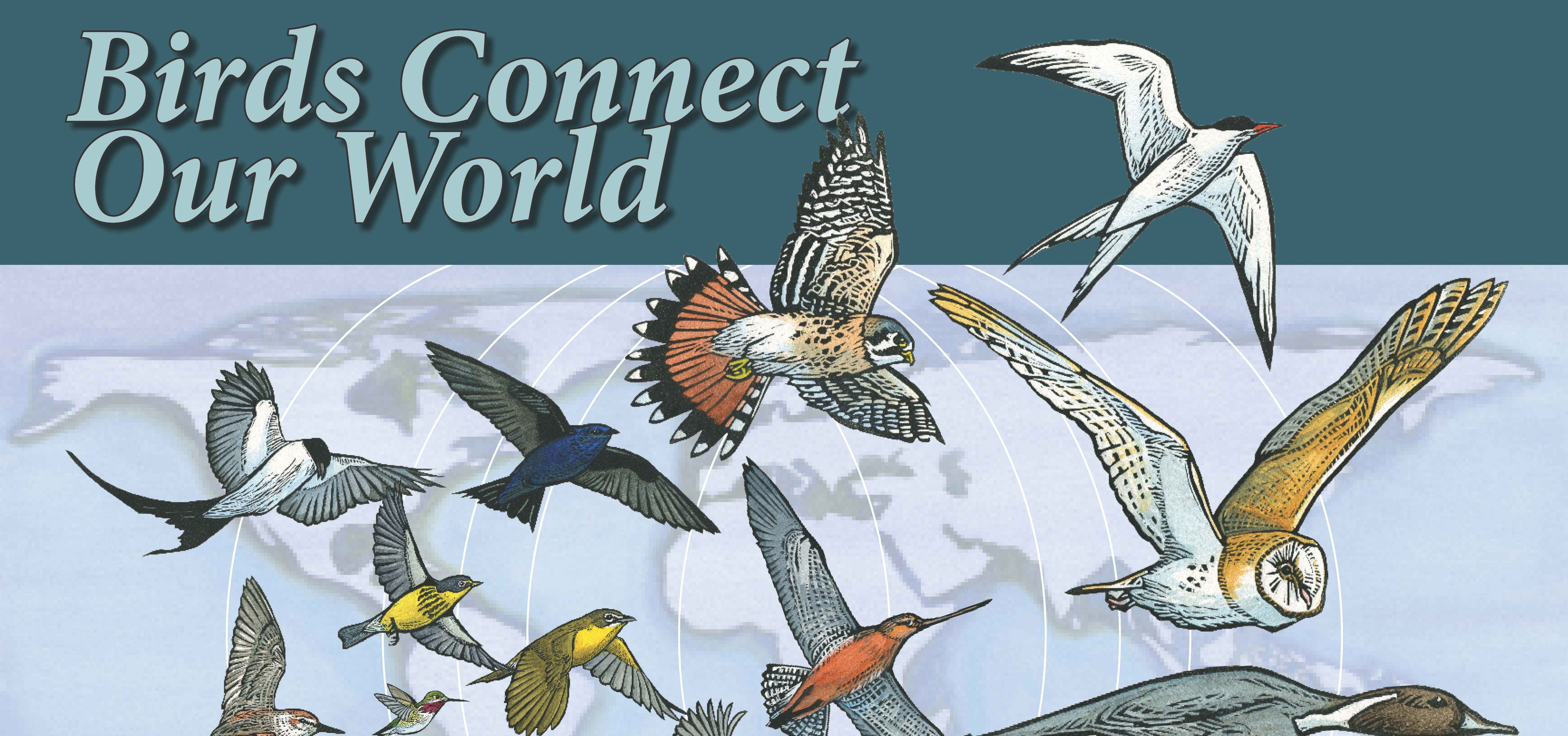 World Migratory Bird Day - Birds Connect Our World