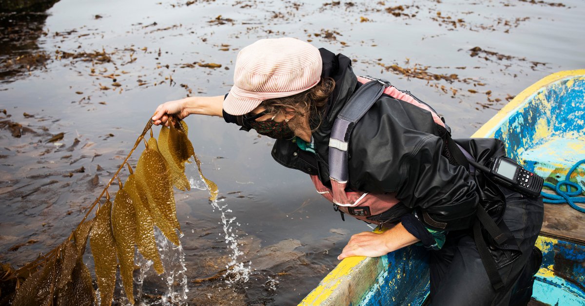 The Ocean Farmers Trying to Save the World With Seaweed