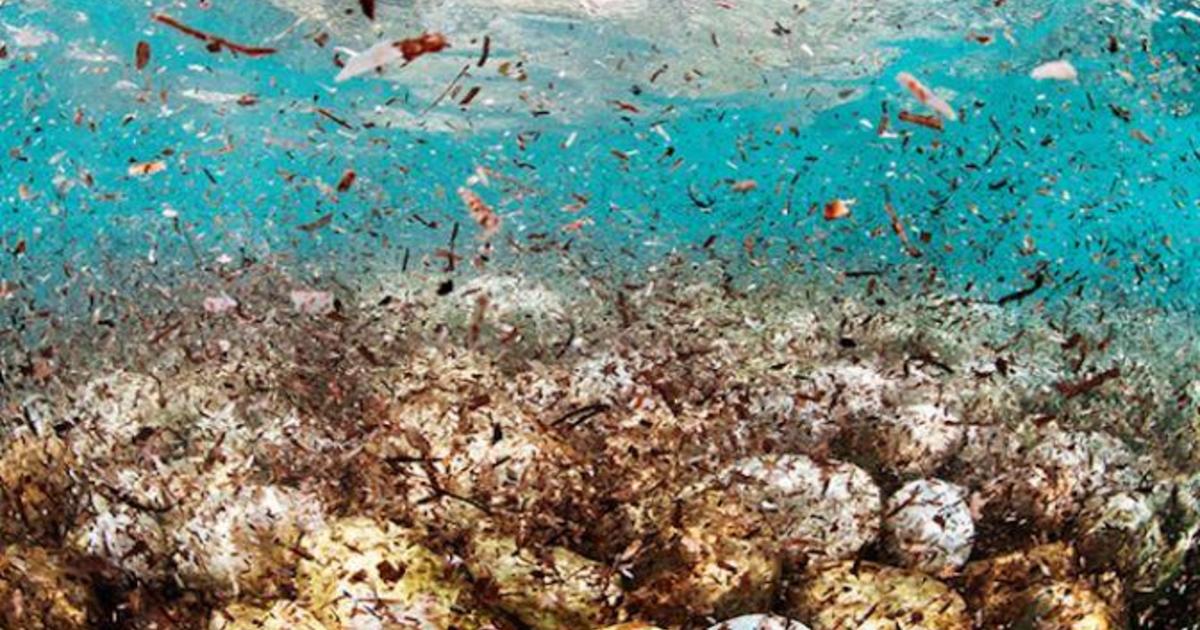 Highest-ever concentration of plastic pieces are on ocean floor