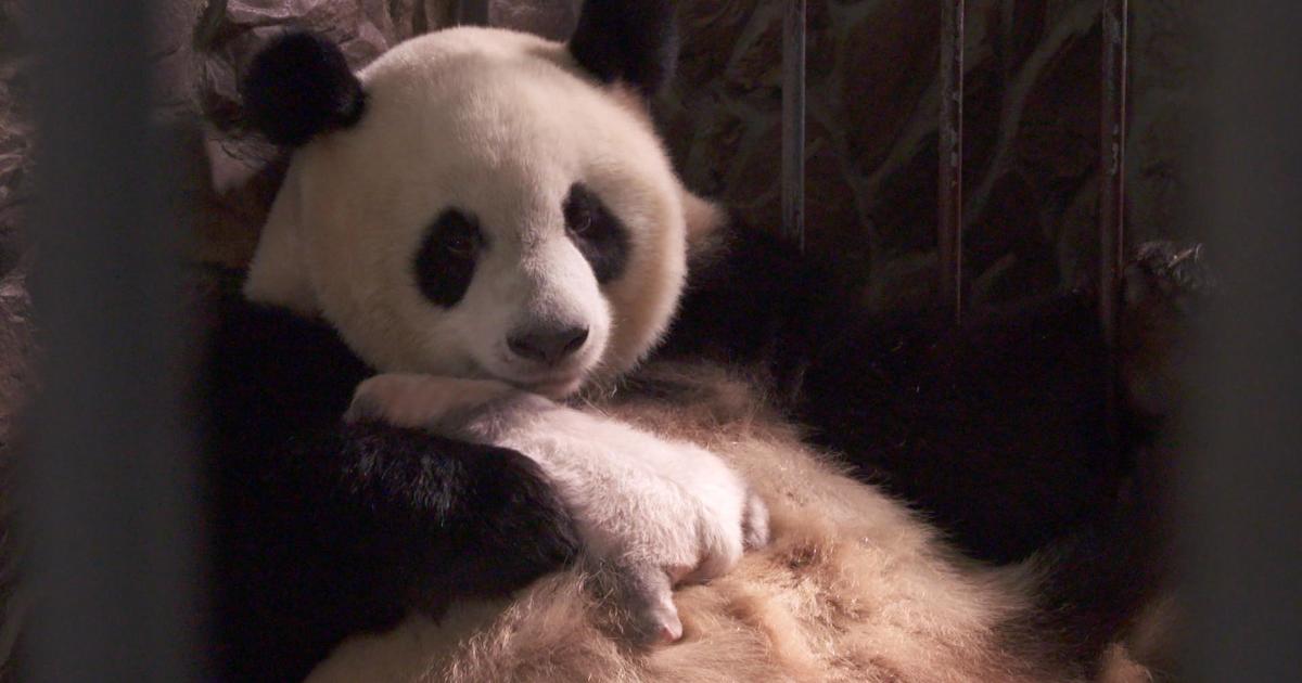 Saving the giant panda from extinction