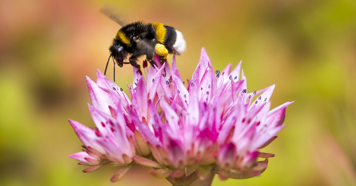Climate change is killing the bumblebees, study says
