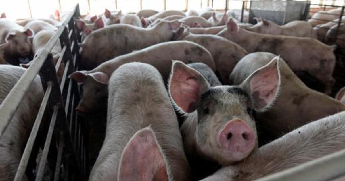 Farmers will have to kill millions of pigs as meat plants stay closed