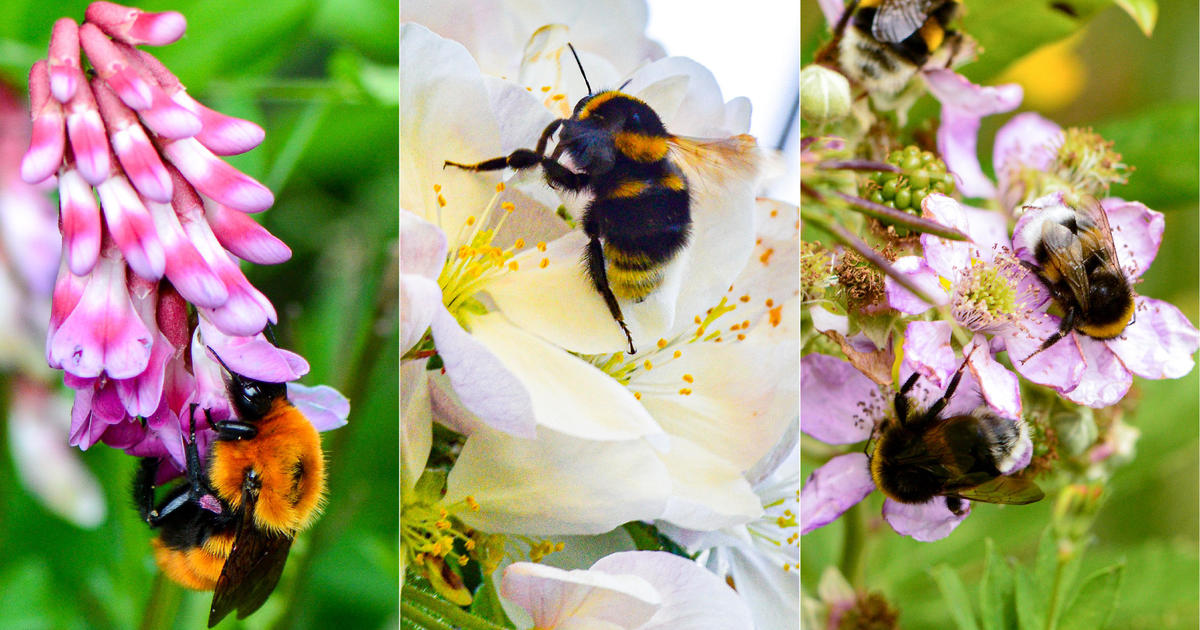 25% of wild bee species have gone missing since the 1990s