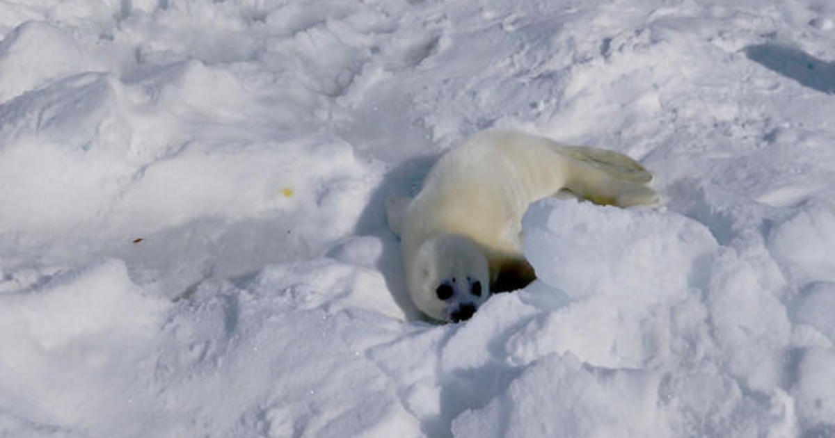 How climate change negatively impacts harp seals off Canada's Atlantic coast