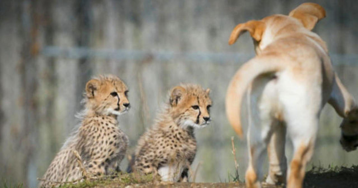 Why are there Labrador retrievers in this zoo's cheetah exhibit?