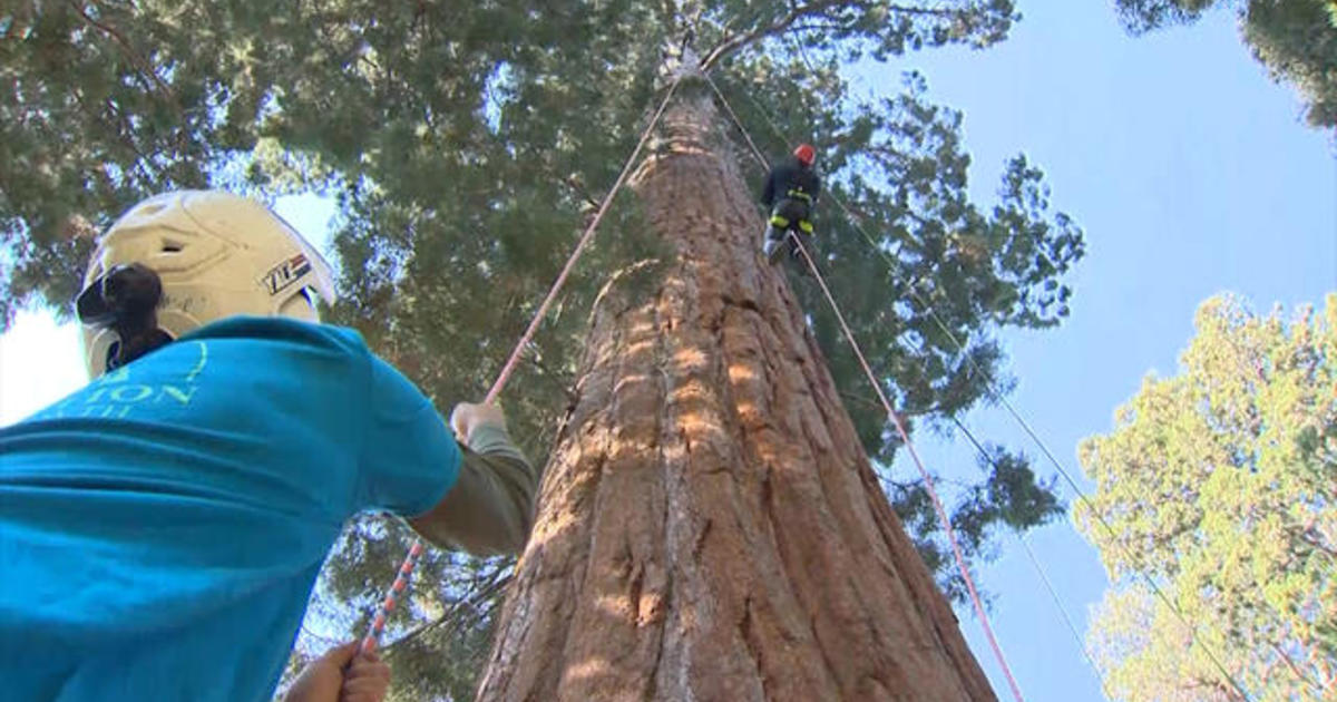 Could cloning save the giant sequoia trees?