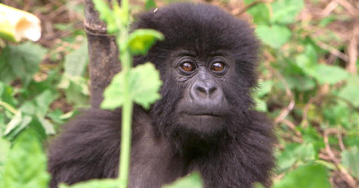 Rwanda's gorillas become new face of climate change