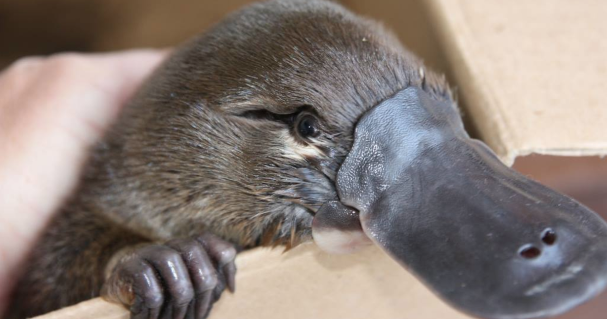 Platypuses at risk of extinction