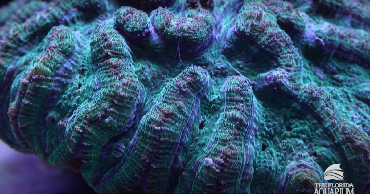 Lab-spawned coral may save "America's great barrier reef"