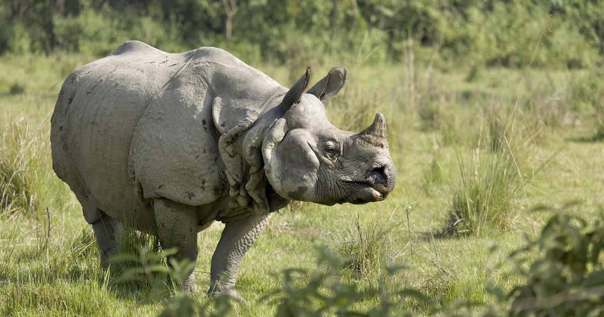 Nepal's rhino population soars amid COVID-19 closures