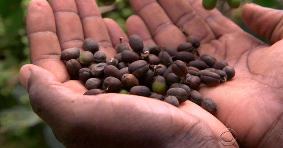 Climate change could deny you your favorite cup of coffee