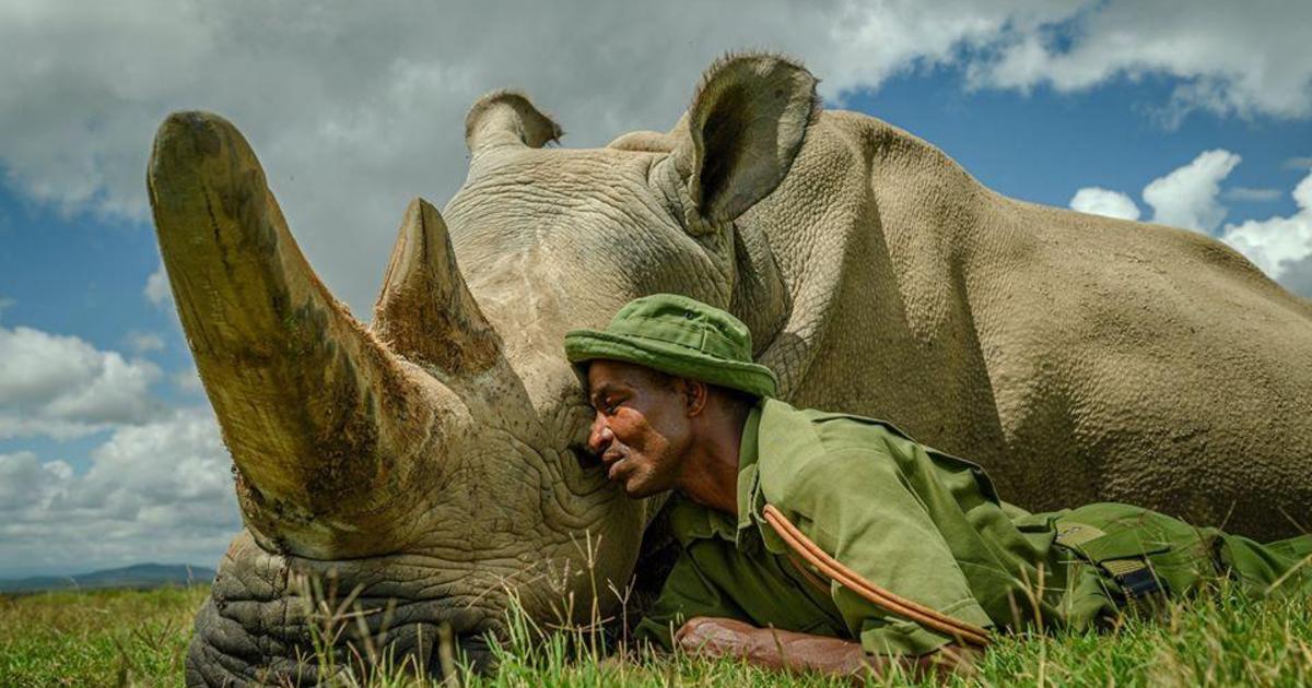 Northern white rhino embryo could save species from extinction