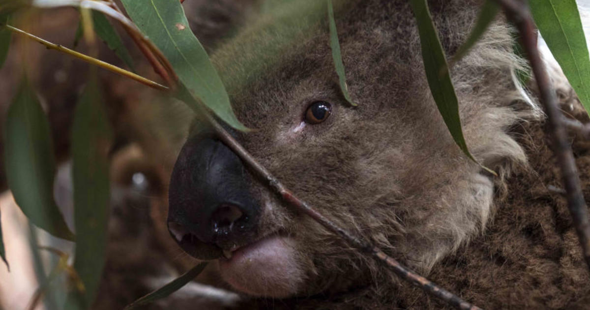 Australian koalas named for American firefighters killed in fires