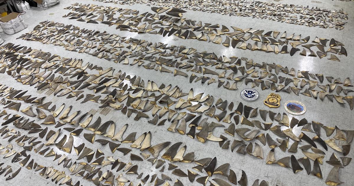 1,400 pounds of shark fins, worth up to $1M, seized in Miami