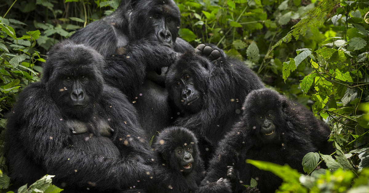 Coronavirus poses potential threat to endangered great apes