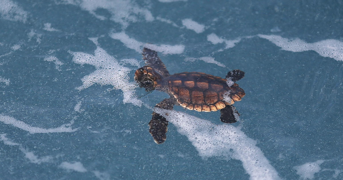 Sea turtles are thriving now that people are stuck indoors