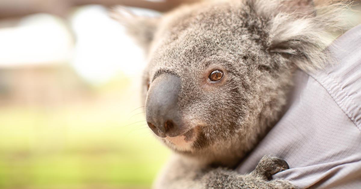 Koalas are on track to go extinct in a part of Australia before 2050