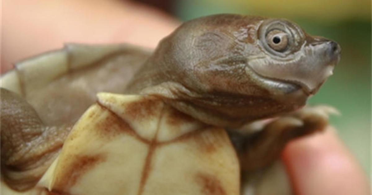 Endangered turtle species saved from extinction
