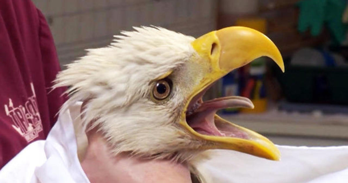 Bald eagles soar back from the brink of extinction