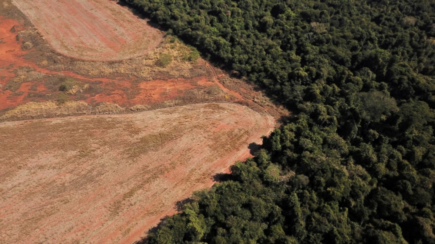Brazil stops tracking savanna deforestation despite rising destruction