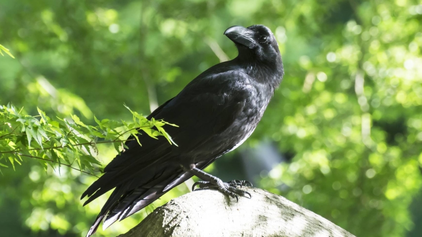 As the crow flies: A bird’s eye view of Japan’s urban ecology