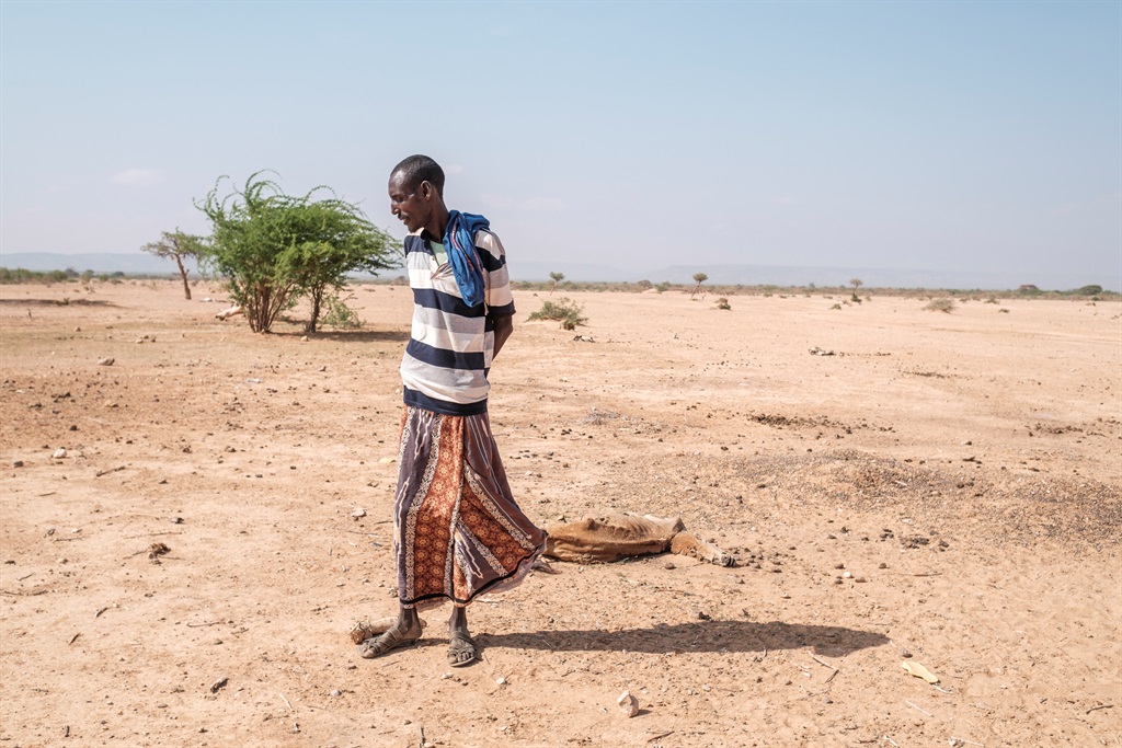 News24.com | Worst drought in decades devastates Ethiopia's nomads