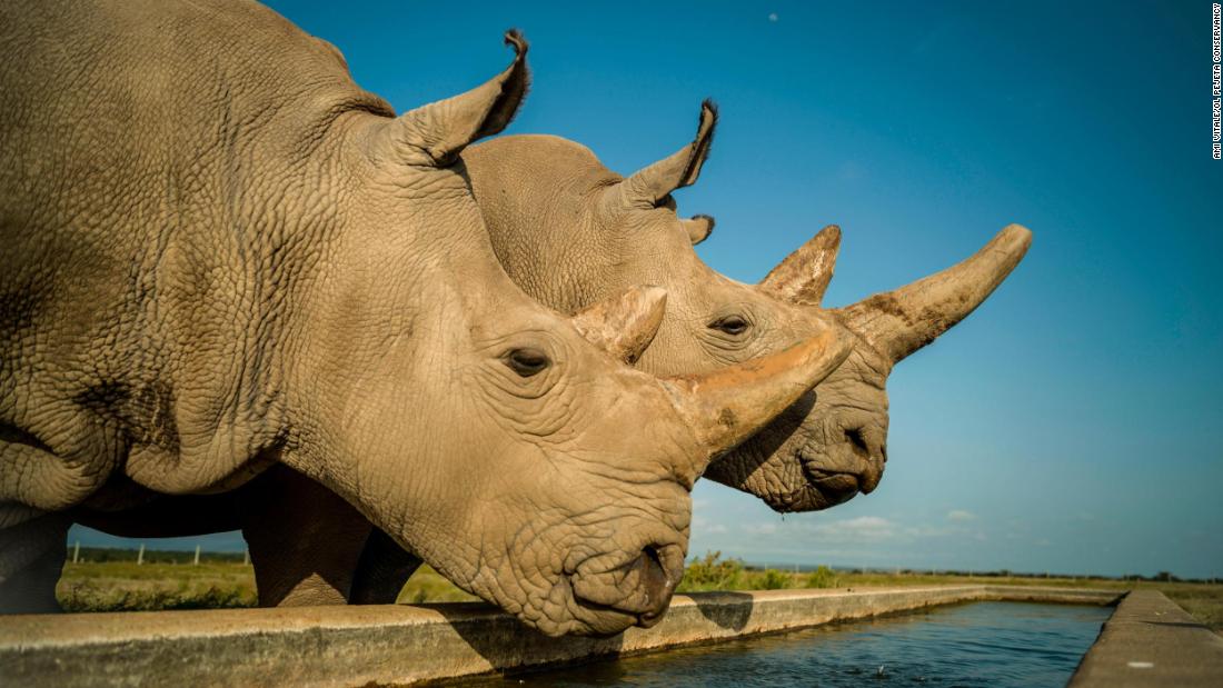 Meet the women racing to save the northern white rhino from extinction