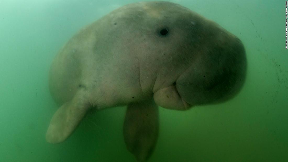 Koh Libong: A haven for Thailand's threatened dugong population