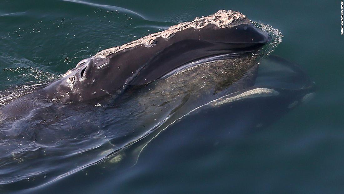 A right whale is entangled in fishing gear off the coast of Massachusetts and officials are worried it may drown
