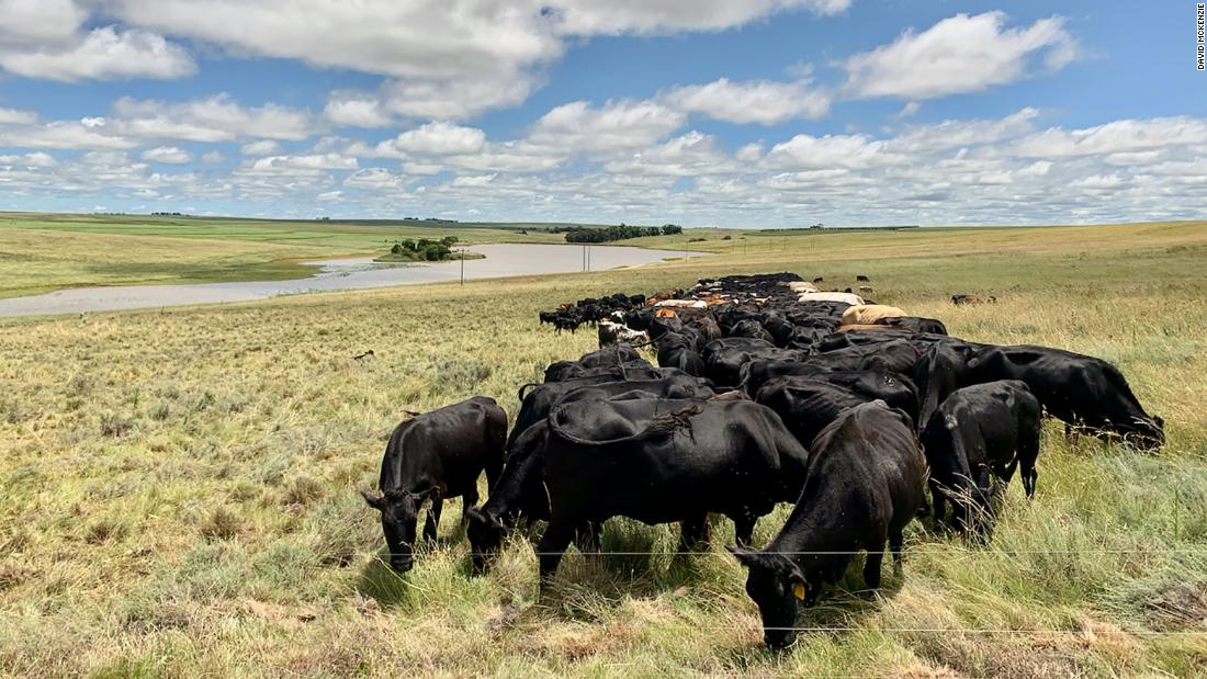 Put down that veggie burger. These farmers say their cows can solve the climate crisis