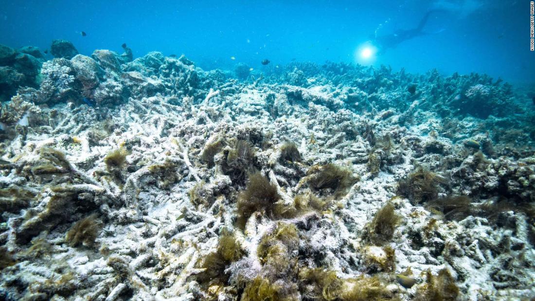 The Great Barrier Reef likely just experienced its most widespread bleaching event on record