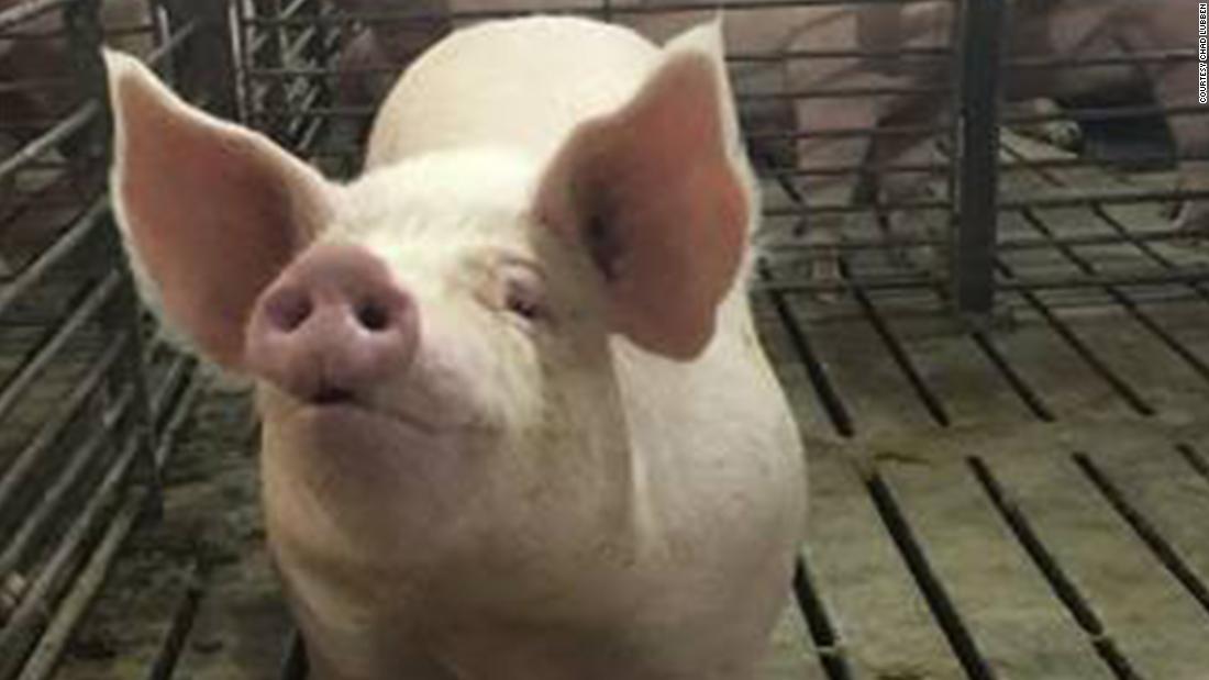 Even as grocery stores limit meat sales, US farmers may have to euthanize 10 million pigs