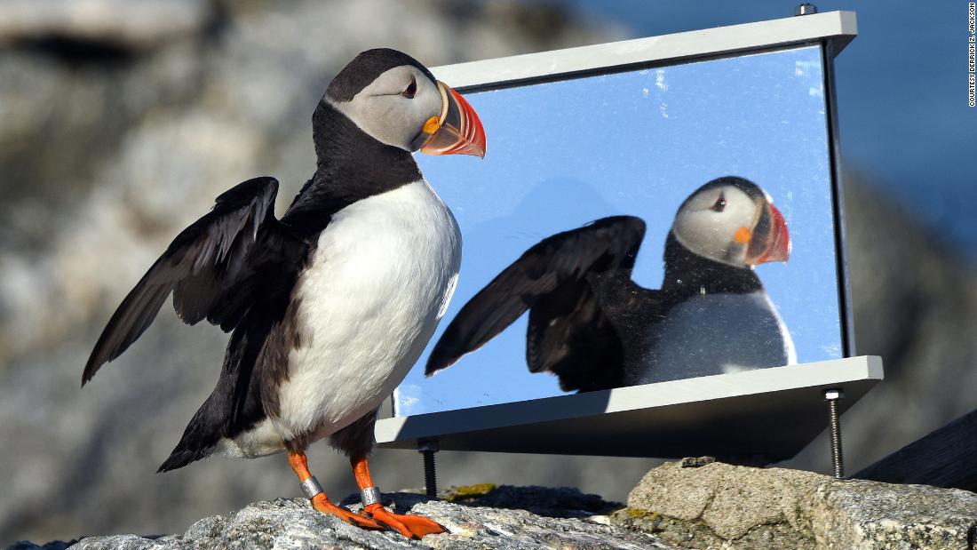 By learning to think like a puffin, this conservationist has saved seabirds around the world