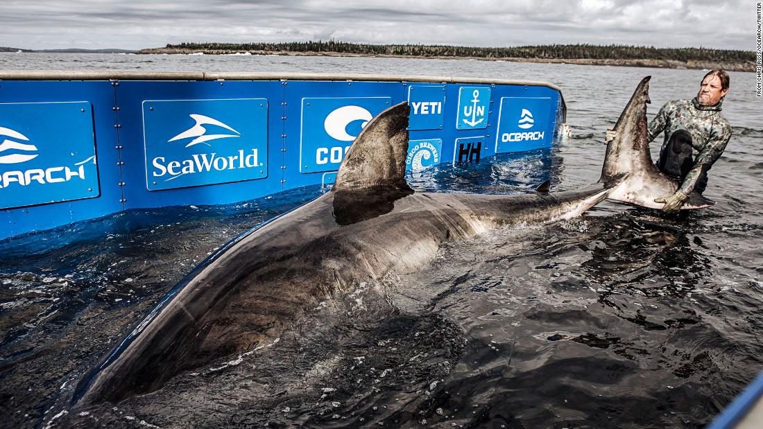 Massive, 50-year-old great white shark dubbed 'Queen of the Ocean' caught and tagged