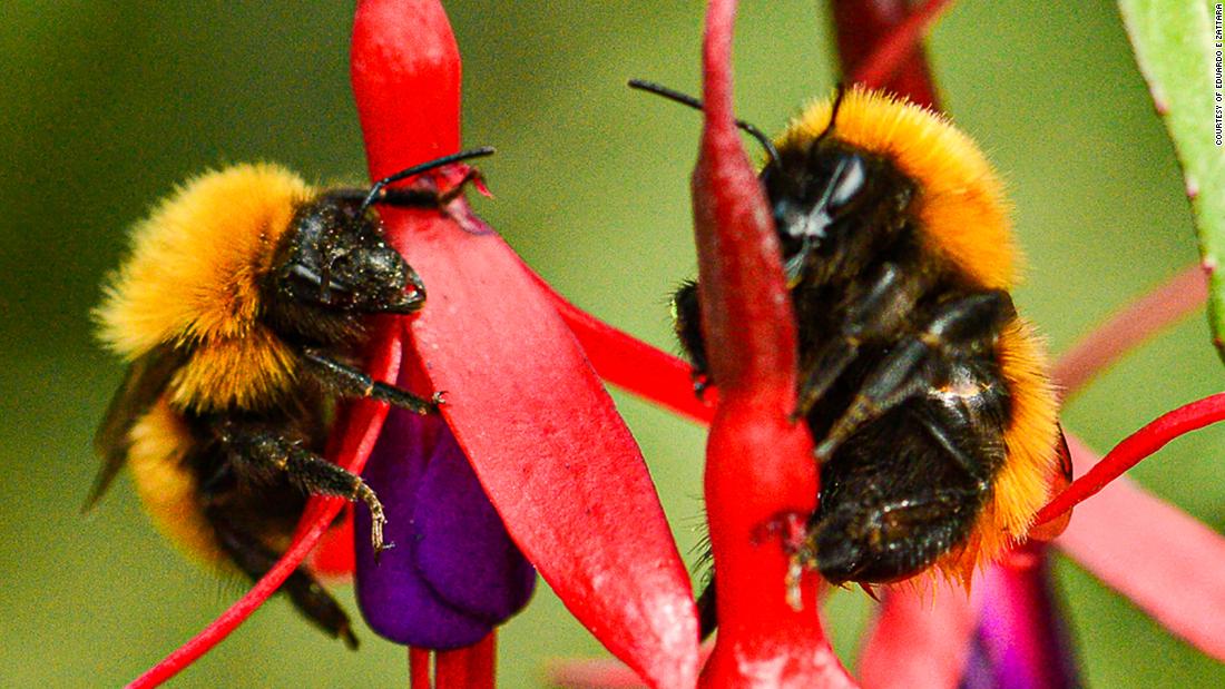 Staggering number of wild bee species unaccounted for since the '90s