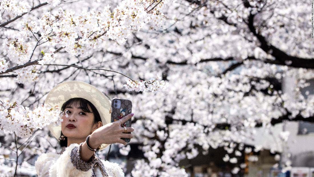 Japan just recorded its earliest cherry blossom bloom in 1,200 years as impact of climate crisis intensifies