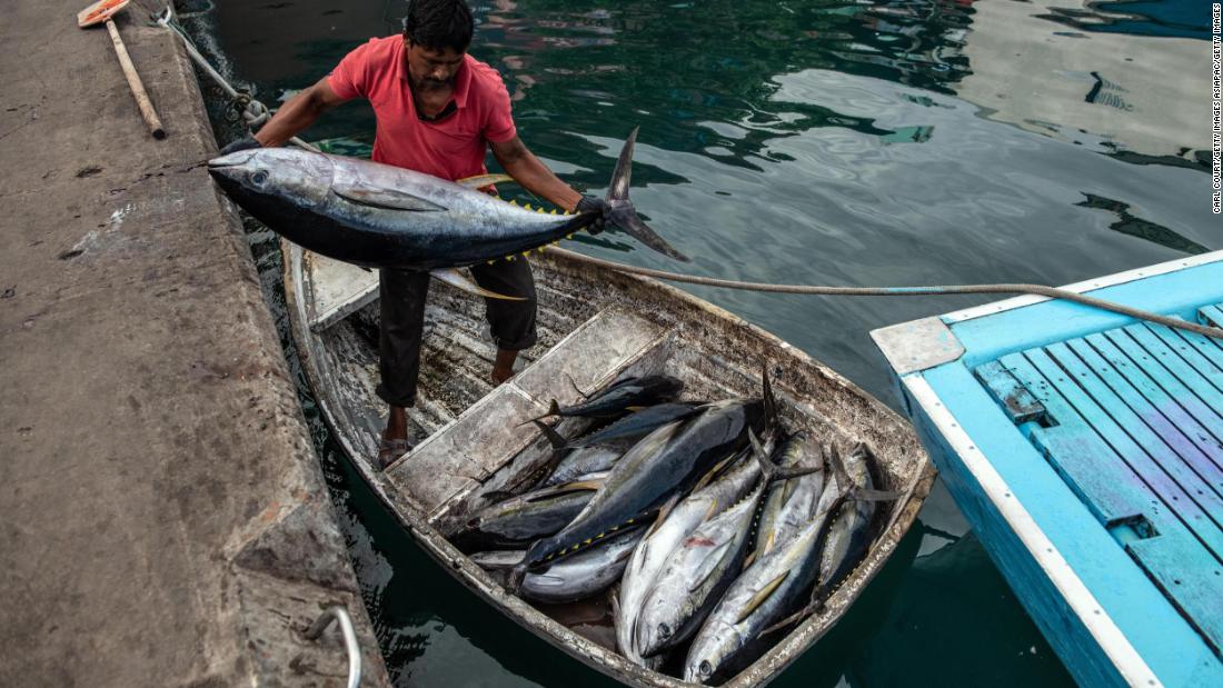 How a centuries-old tradition in the Maldives could safeguard tuna for the future