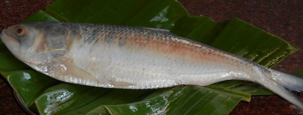 Global Eco Watch: BSF seized 2,800 kg of Bangladeshi hilsa being smuggled into India since February