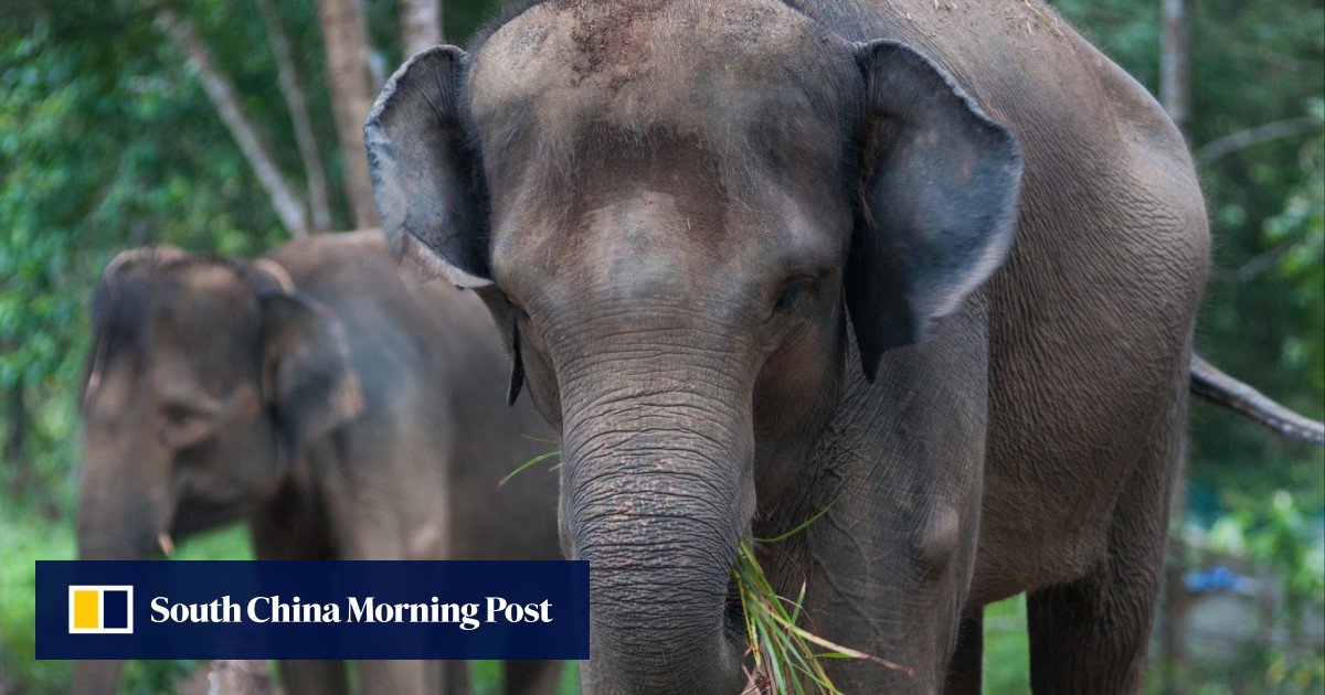 Indonesia jails poachers for killing critically endangered Sumatran elephants