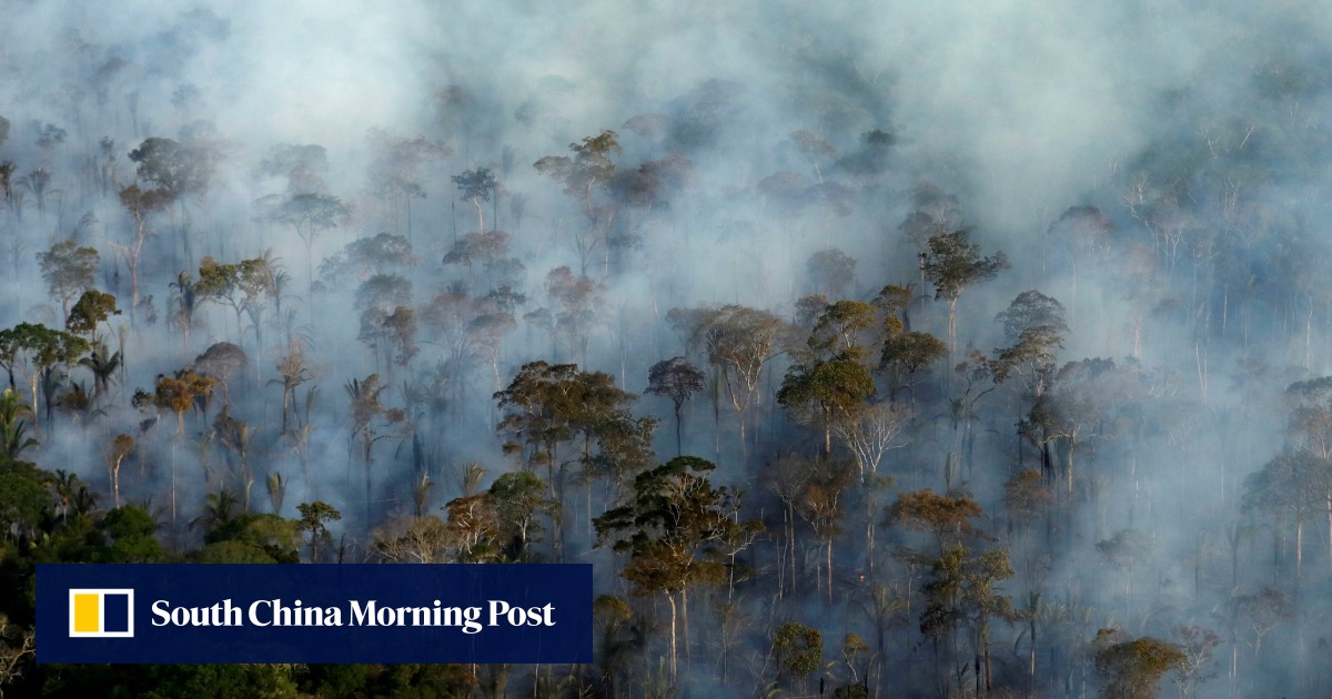 ‘Terrifying’: Amazon rainforest could collapse in 50 years