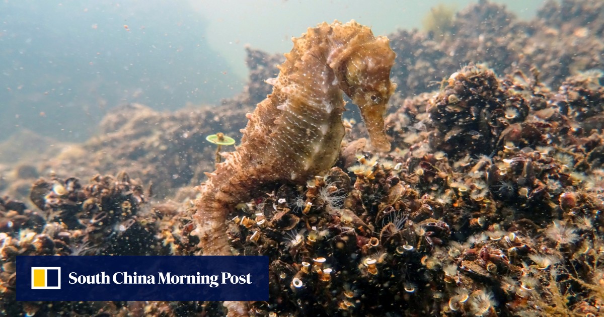 Endangered seahorses could be lost if polluted Greek lagoon is not cleaned up, experts warn