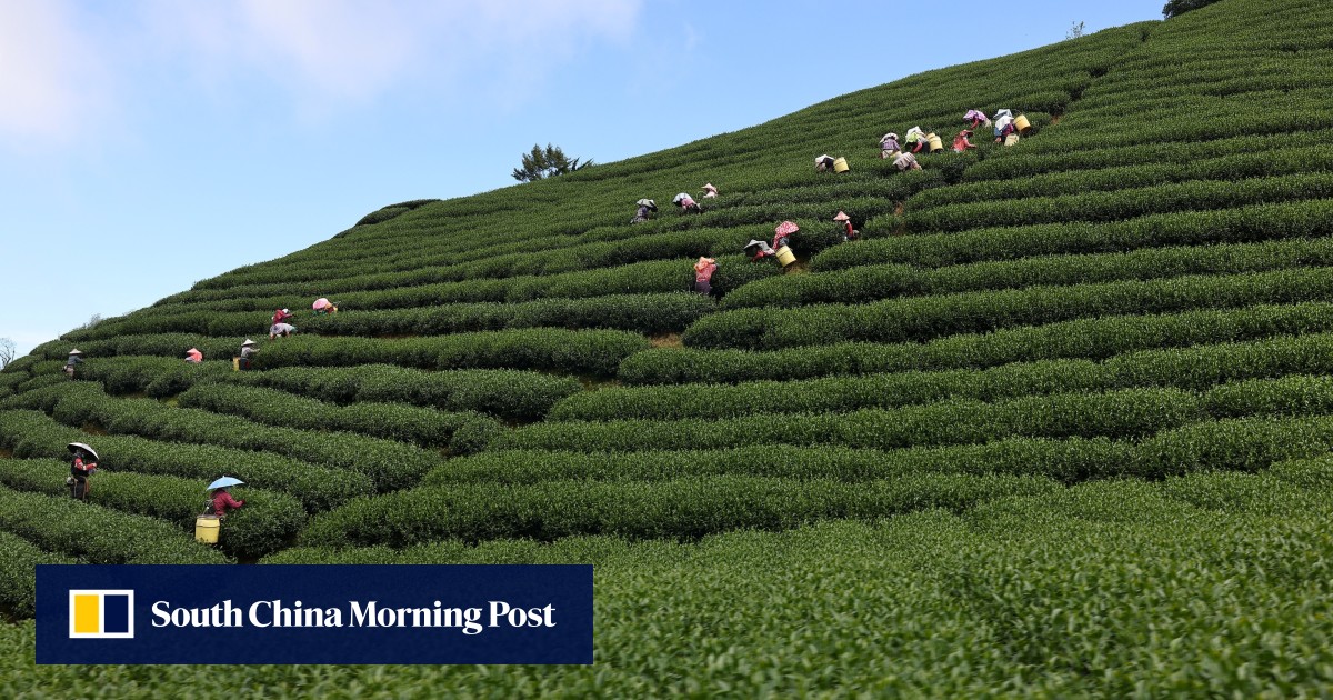 Taiwan’s tea growers scramble to adapt to extreme weather