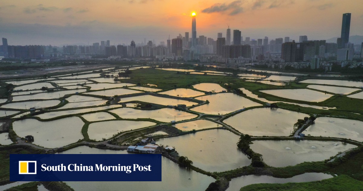WWF-Hong Kong says plan to protect wetlands in Northern Metropolis leaves migratory bird habitats, privately-owned conservation areas at risk