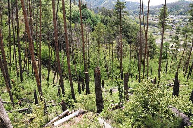 Nagano communities plagued by pine tree parasite at odds over chemical use