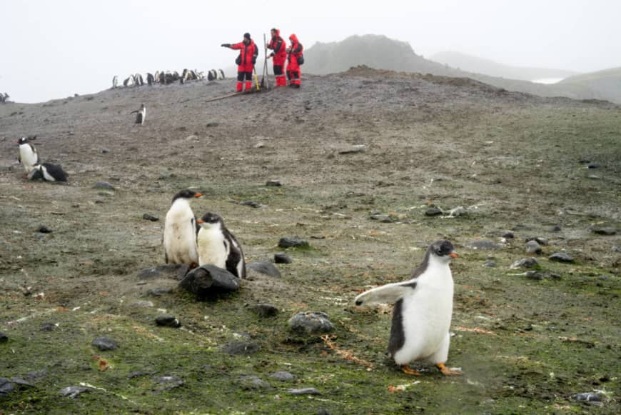 Emperor penguin poop spotted from space reveals hidden colonies in Antarctica