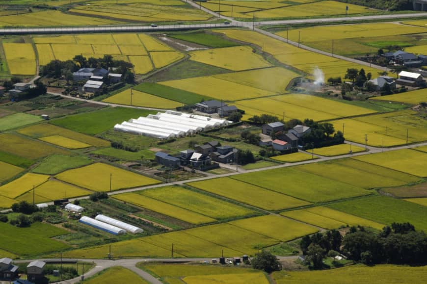 Japanese scientists develop salt-resistant rice variety