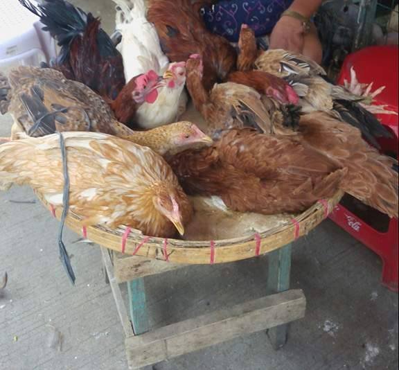 Cebu remains free from bird flu