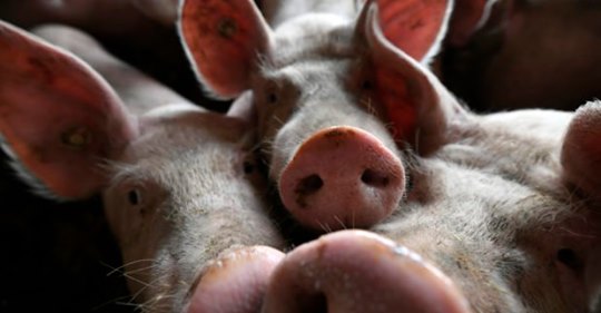 ASF still spreading; 200,000 pigs culled